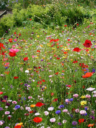 Annes Grove Garden - Flower Nursery